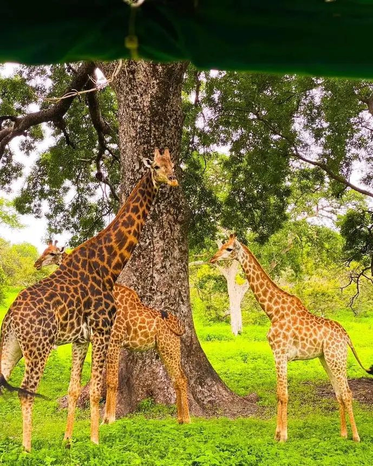 Gambia​ View Tours - Tourism services - Three Giraffs in Fathala wildlife Park