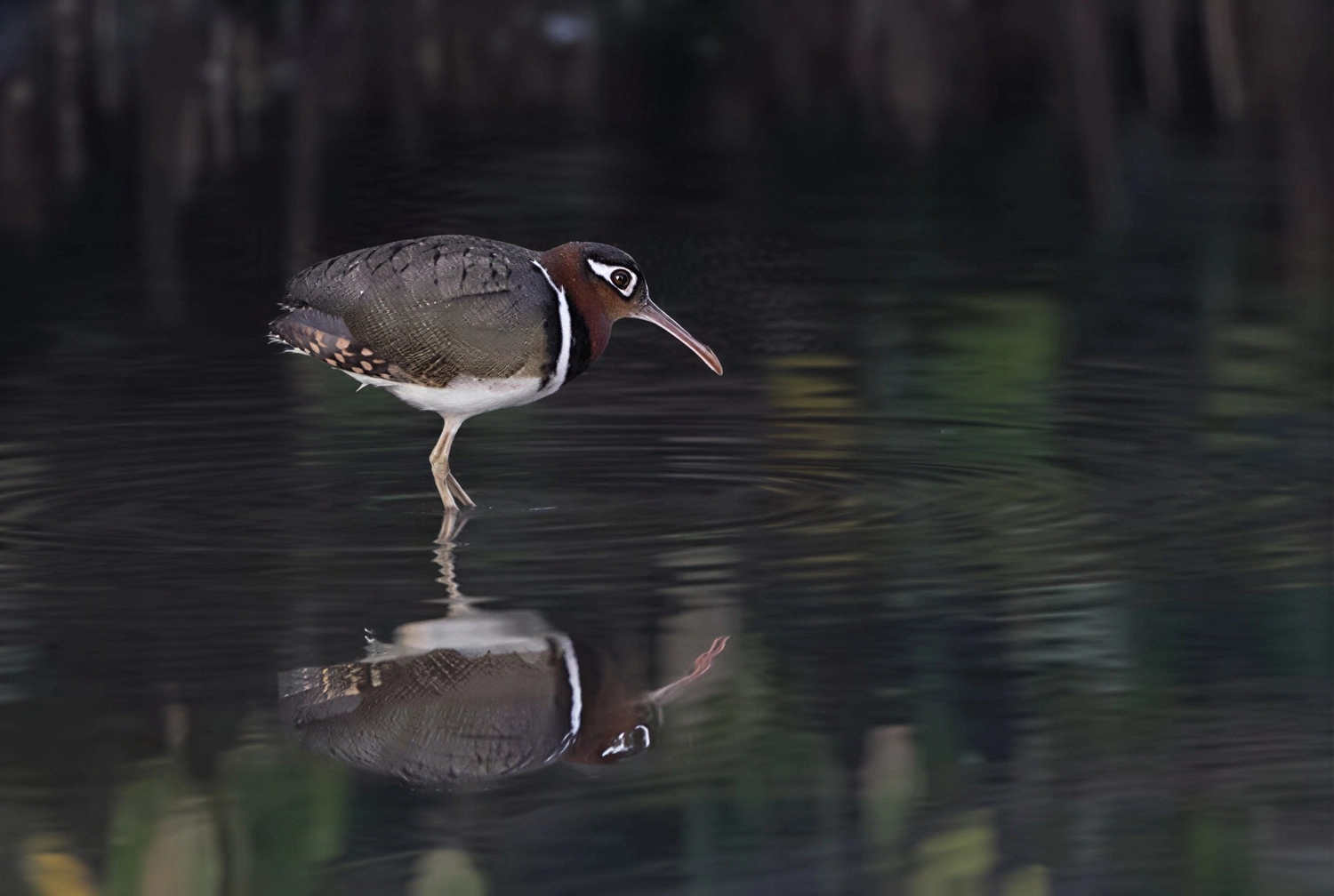 Gambia​ View Tours - Tourism services - A greater painted-snipe standing in shallow water with its reflection visible below.