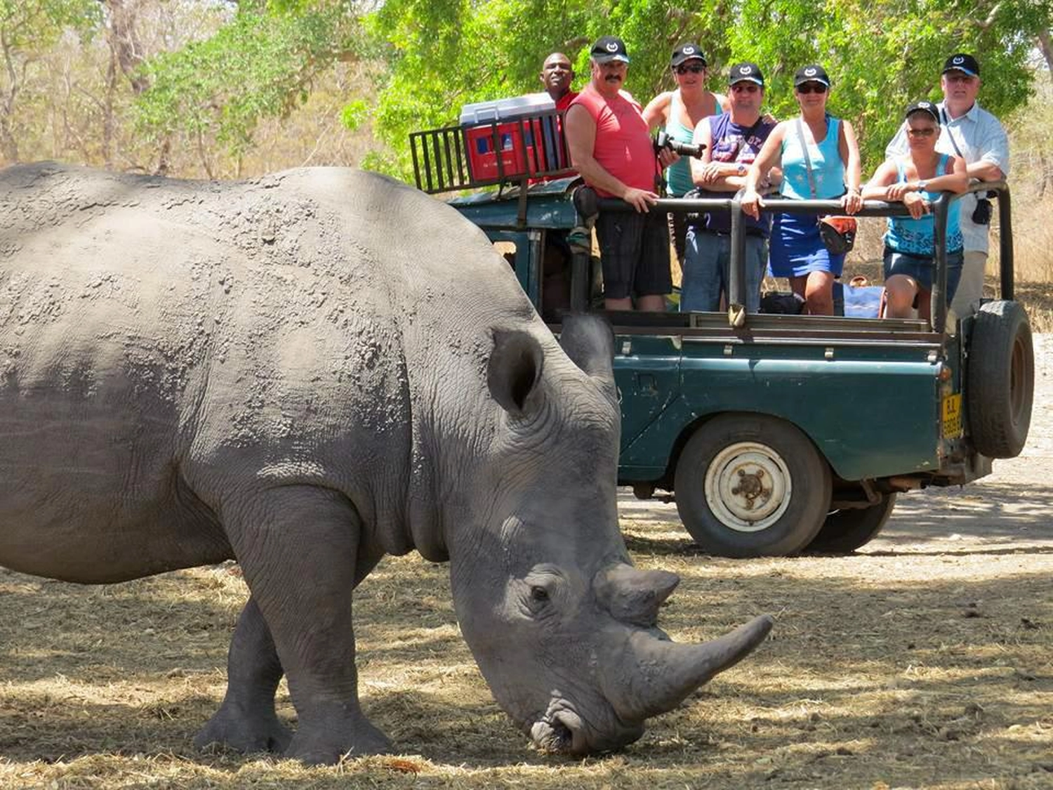 Gambia​ View Tours - Tourism services - A large rhinoceros standing in the foreground while a group of tourists watches from the back of an open-top safari vehicle in a wooded area.