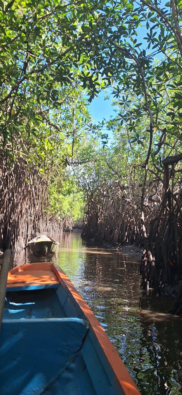 Gambia​ View Tours - Tourism services - Lamin Lodge a small boat navigates a narrow waterway through a dense mangrove forest with thick, hanging roots.