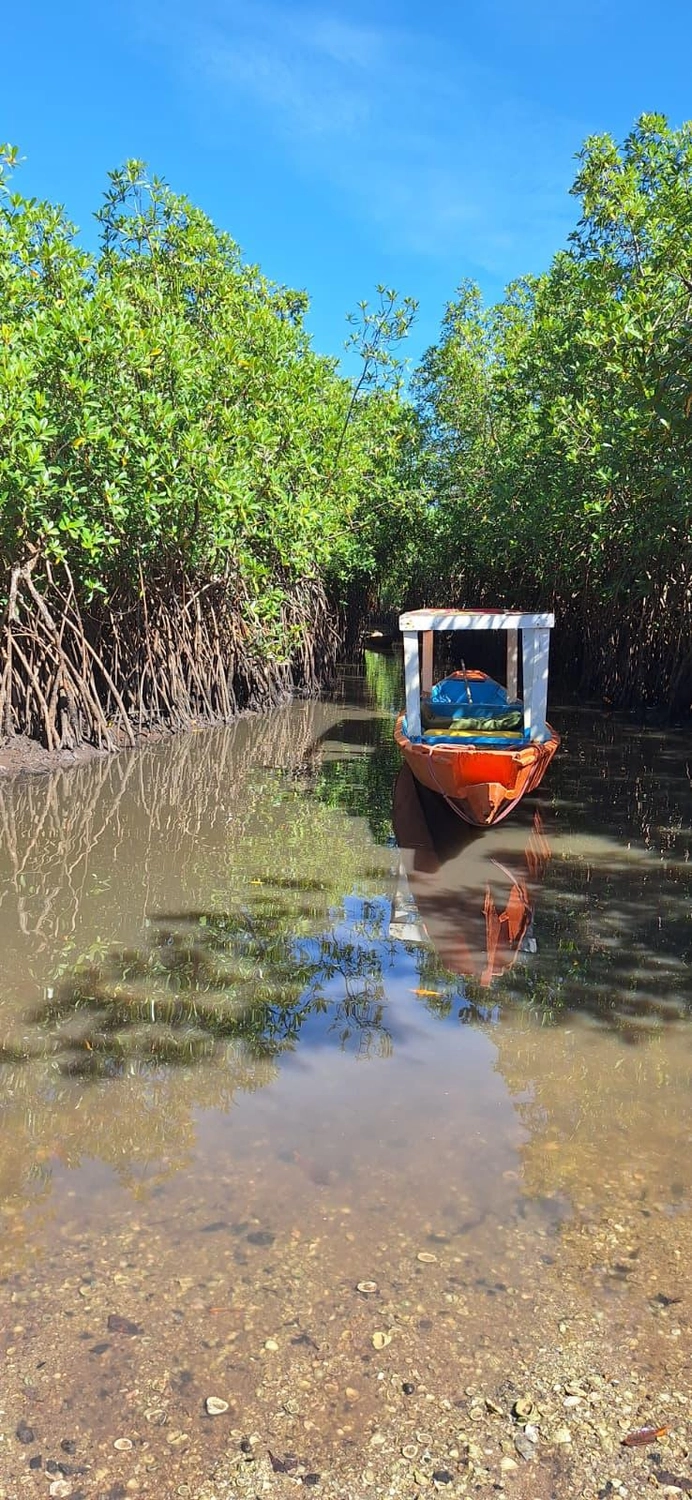Gambia​ View Tours - Tourism services - Lamin Lodge a small boat navigates a narrow waterway through a dense mangrove forest with thick, hanging roots.