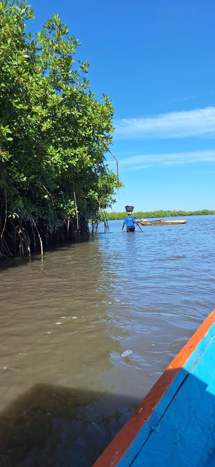 Gambia​ View Tours - Tourism services - Lamin Lodge a person wading through shallow water near a lush mangrove forest, carrying a bucket on their head.