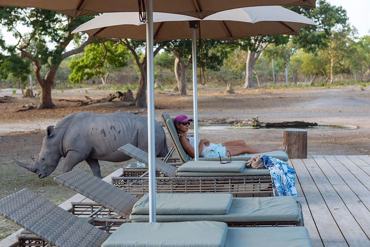 Gambia​ View Tours - Tourism services - Fathala a woman relaxes on a lounge chair under a large patio umbrella while a rhinoceros walks past in the background at an outdoor safari lodge.
