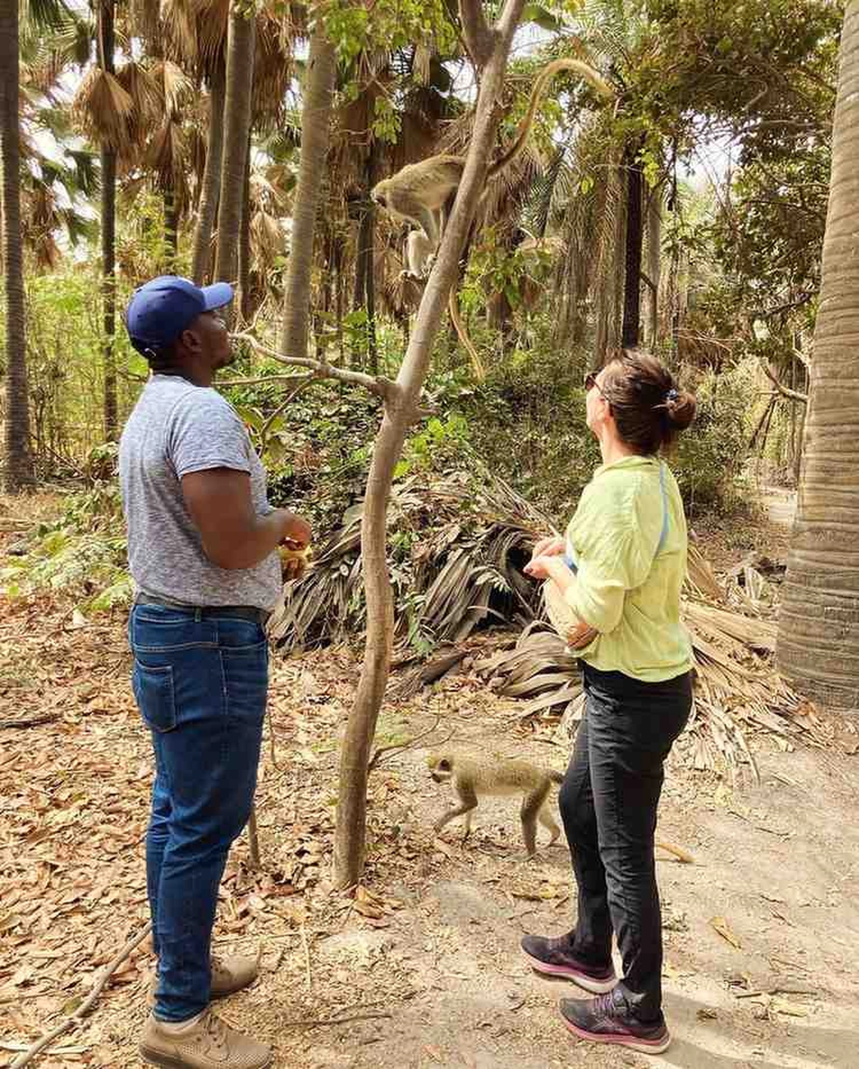 Gambia​ View Tours - Tourism services - Two people stand in a sunny, wooded area looking up into the trees, while a small monkey walks on the ground near them.