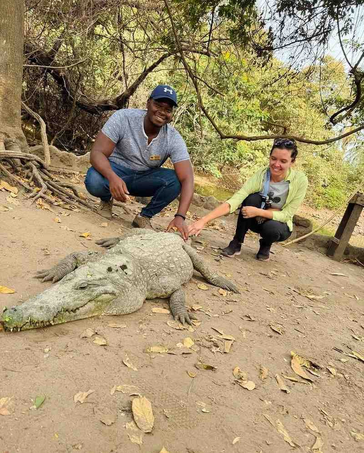 Gambia​ View Tours - Tourism services - Two people, a man and a woman, crouching behind and gently touching a large crocodile resting on a sandy bank in a wooded area.