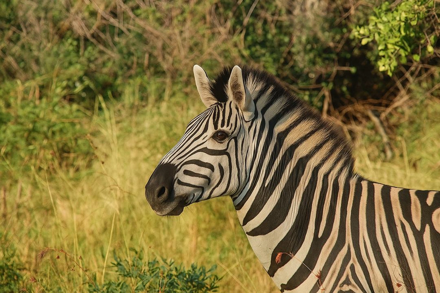 Gambia​ View Tours - Tourism services - Zibra in Fathala wildlife Park