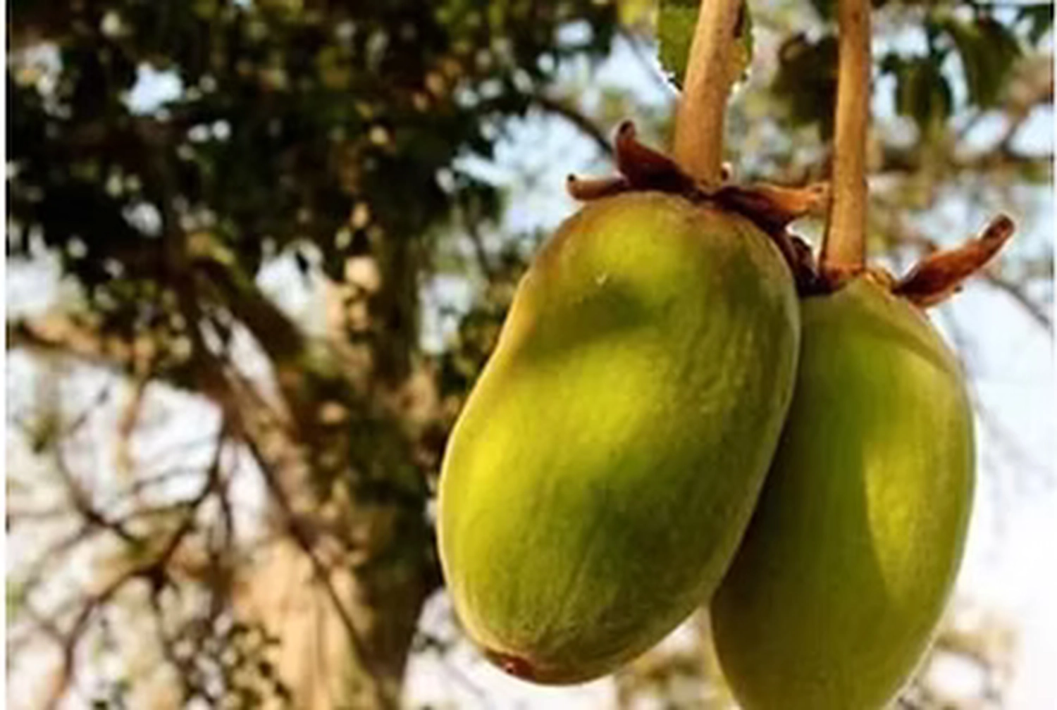 Gambia​ View Tours - Tourism services - Two green, velvet-textured baobab fruits hanging from a tree branch.