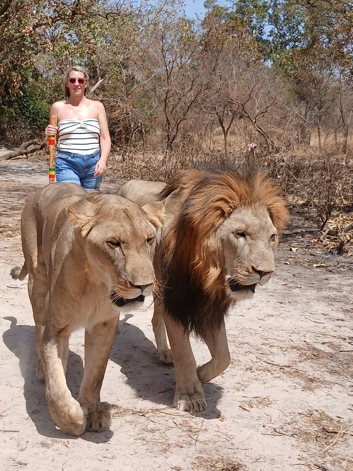 Gambia​ View Tours - Tourism services - Loin and Loiness in Fathala wildlife Park