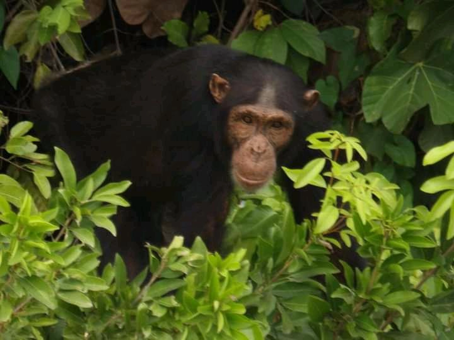 Gambia​ View Tours - Tourism services - Monkey on the tree