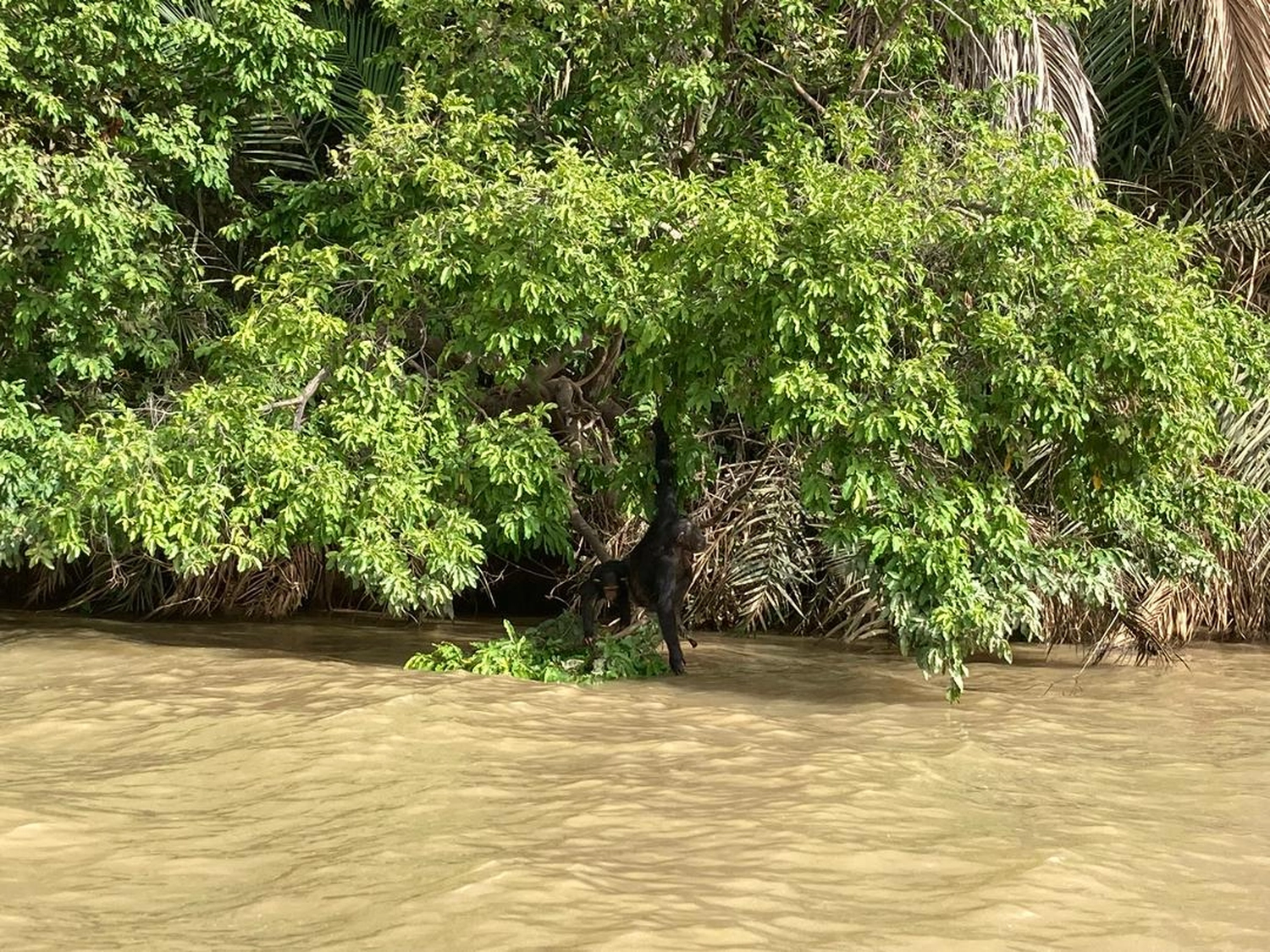 Gambia​ View Tours - Tourism services - Lush green trees hanging over the murky brown waters of a river.