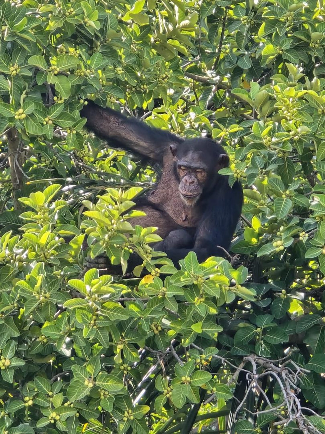 Gambia​ View Tours - Tourism services - Monkey on the tree