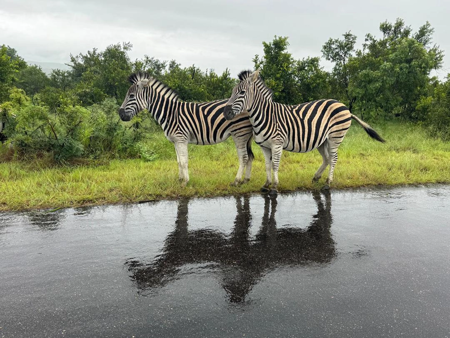 Gambia​ View Tours - Tourism services - Two Zibras in Fathala wildlife Park