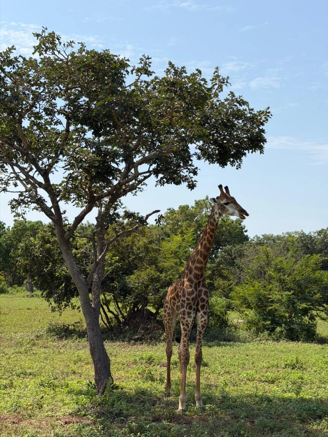 Gambia​ View Tours - Tourism services - Giraff in Fathala wildlife Park