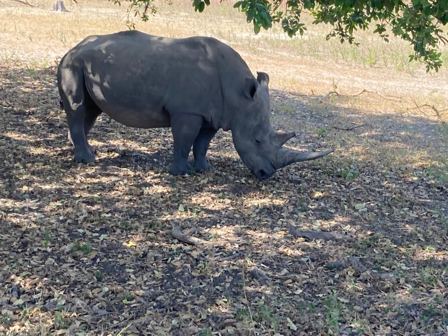 Gambia​ View Tours - Tourism services - A large rhinoceros standing in Fathala wildlife Park