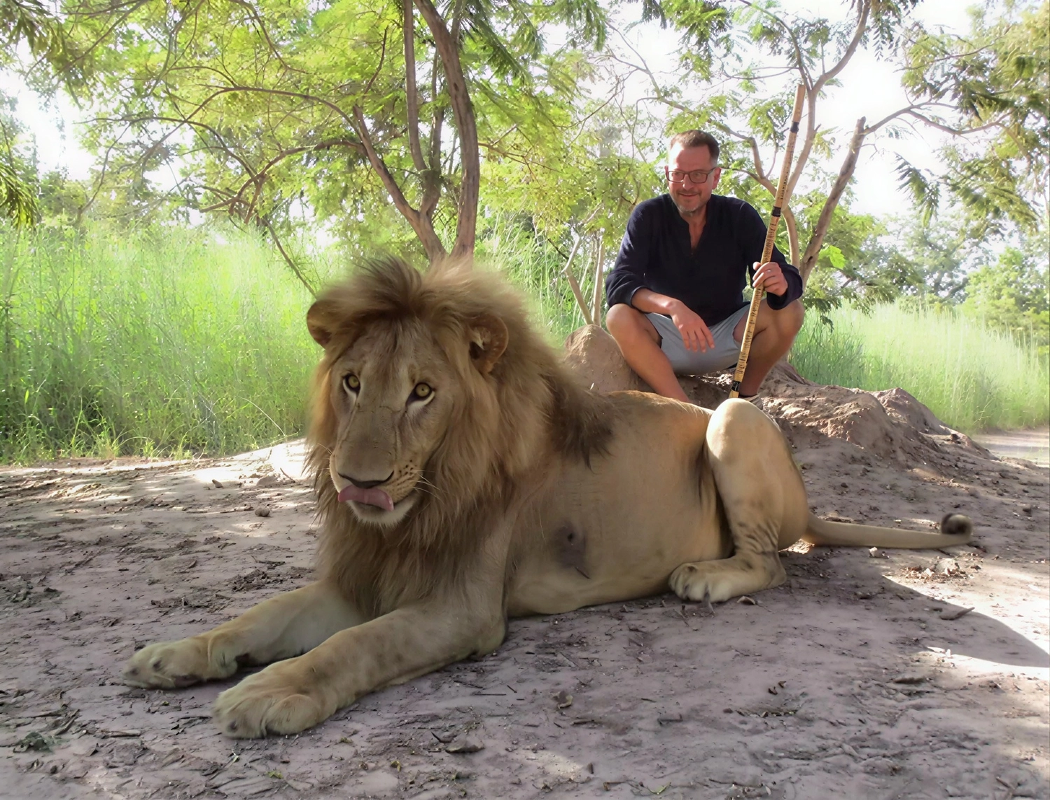 Gambia​ View Tours - Tourism services - A man sits on a dirt mound behind a large male lion resting on the ground in a sunlit, wooded area. The lion, in the foreground, has a thick mane and its tongue slightly poking out, while the man behind it holds a long wooden staff.