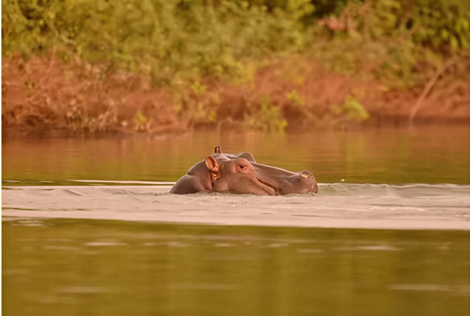Gambia​ View Tours - Tourism services - A hippo swimming in a river with only its head above the water.