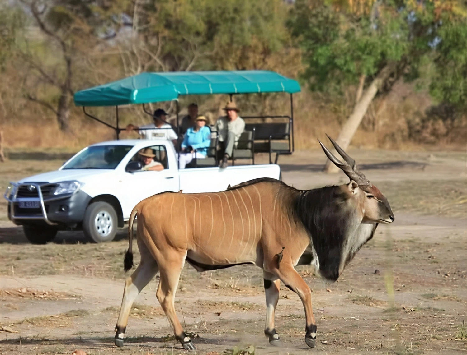 Gambia​ View Tours - Tourism services - An adult Giant eland—distinguishable by its massive size, spiral horns, and prominent neck dewlap—walks across a dry, grassy landscape. In the background, tourists in a white safari truck with a green canopy watch the animal during a game drive.