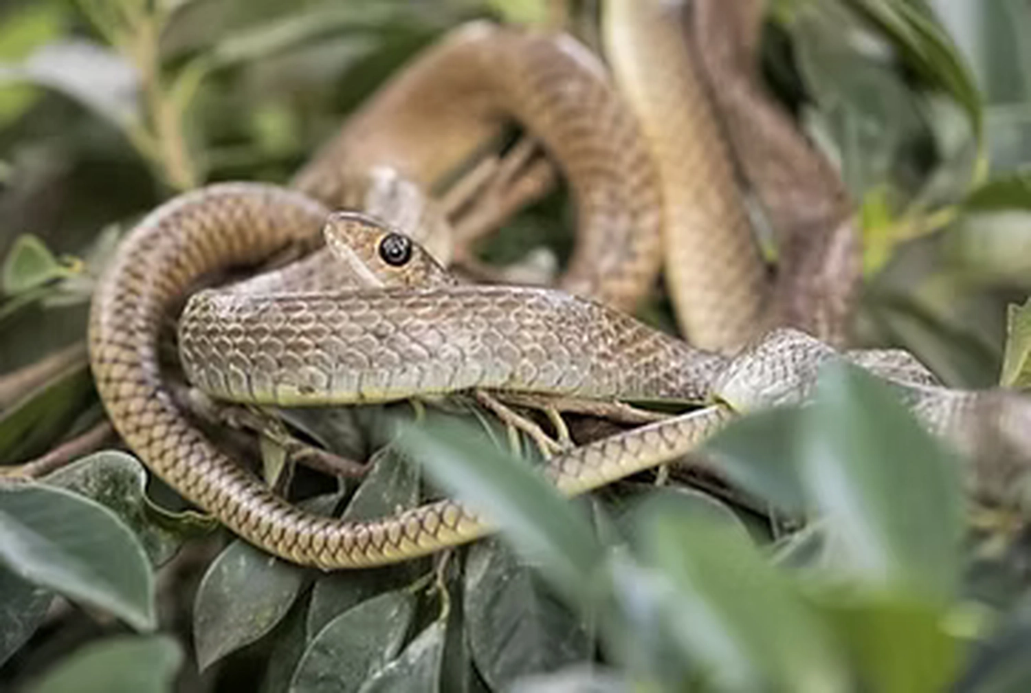 Gambia​ View Tours - Tourism services - Katong Snake Farm